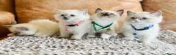 Ragdoll cats for sale: 🐈Pedigree Ragdoll Champion line 🏆 GCCF kittens  - Advert 16