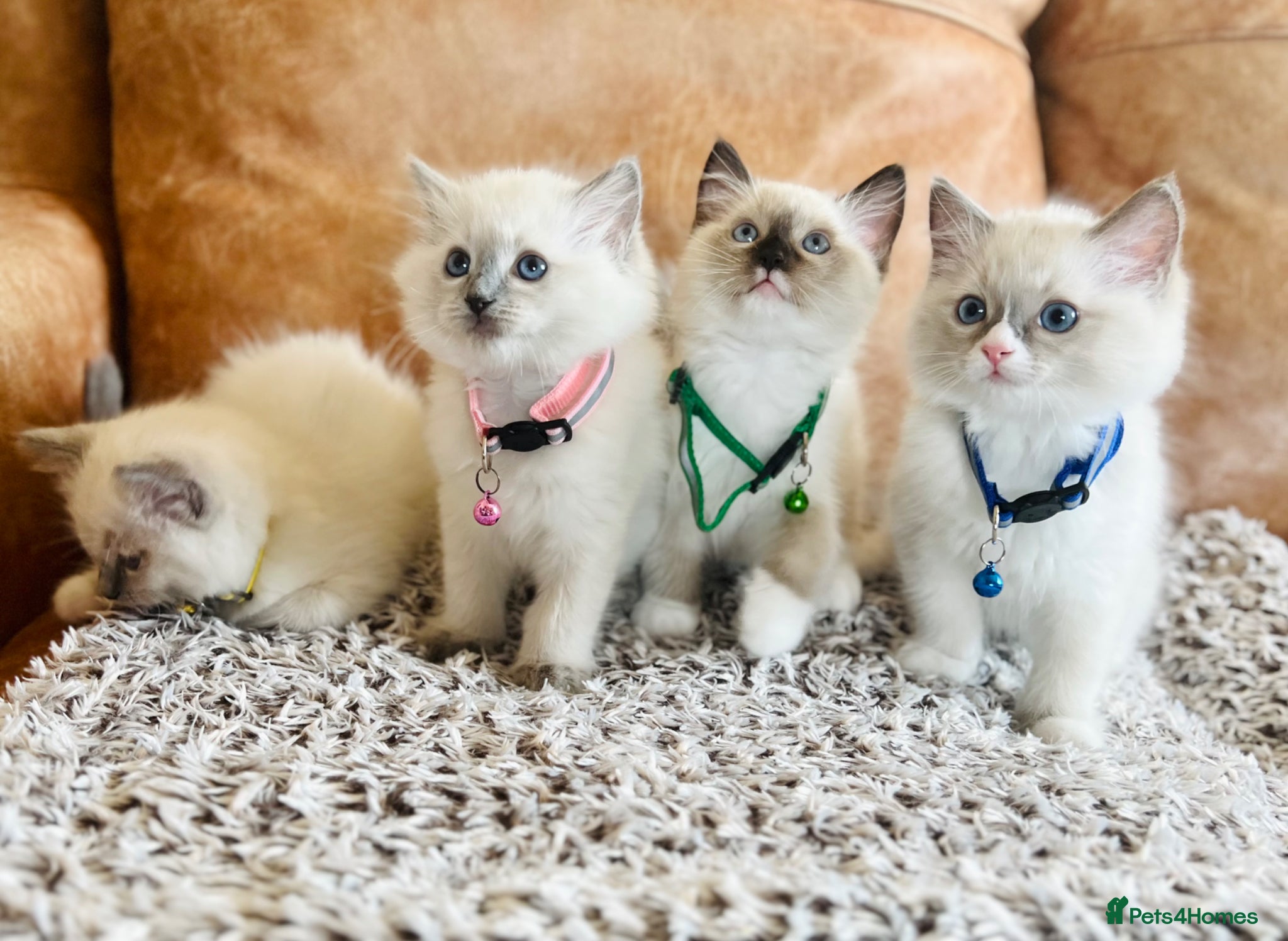 Ragdoll cats 🐈Pedigree Ragdoll Champion line 🏆 GCCF kittens - Advert 1