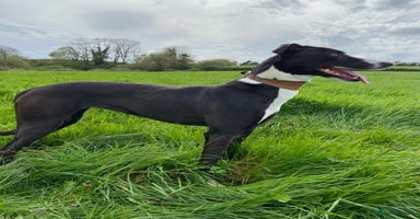 Lurcher dogs - Advert 2