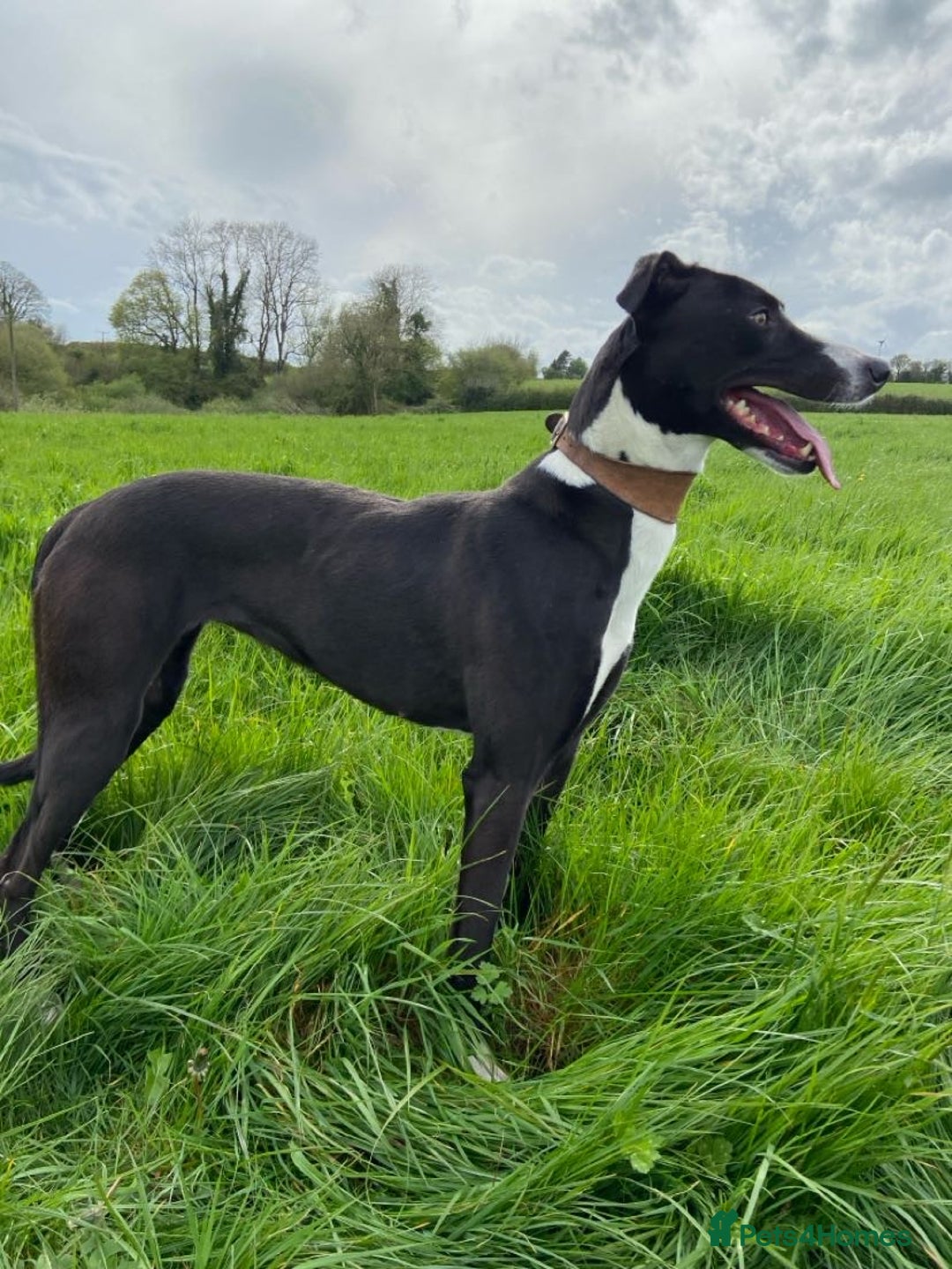 Lurcher dogs for sale: Lurcher puppies 👀🏡 - Image 2