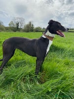 Lurcher dogs - Advert 6