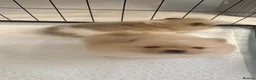 Pomeranian dogs for sale: Double coated true to type Pomeranians  - Advert 7