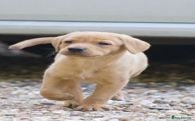 Labrador Retriever dogs - Advert 4