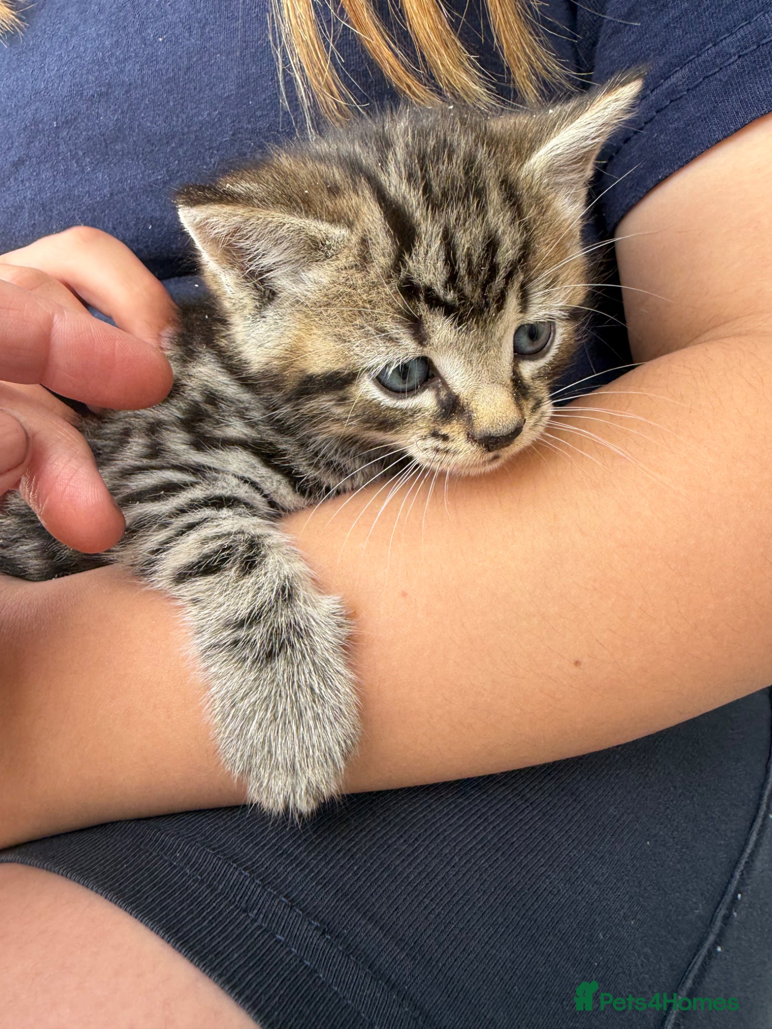 Mixed Breed cats 2 beautiful kittens very fluffy tabby’s  - Advert 3