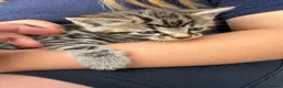 Mixed Breed cats for sale: 2 beautiful kittens very fluffy tabby’s  - Advert 1