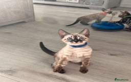 Bengal cats for sale: Stunning full pedigree bengal kittens  - Image 14