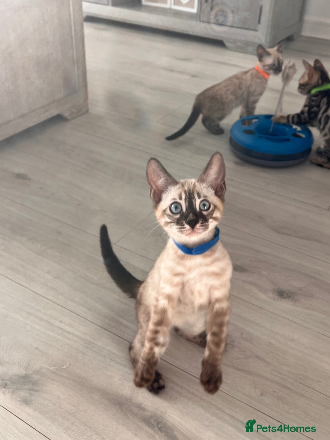 Bengal cats for sale: Stunning full pedigree bengal kittens  - Image 14