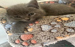 British Shorthair cats for sale: 🐾 Adorable British Shorthair Blue Kittens 🐾 - Image 9