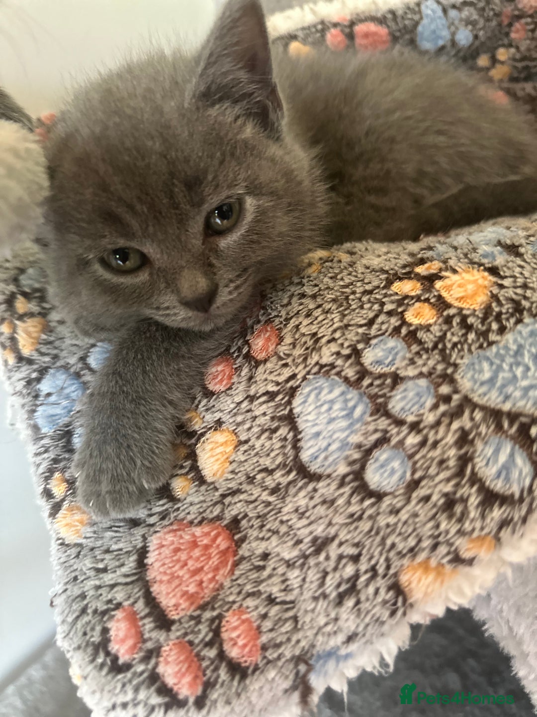 British Shorthair cats for sale: 🐾 Adorable British Shorthair Blue Kittens 🐾 - Image 9