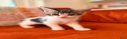 Russian Blue cats for sale: I have 5 beautiful kittens available  - Advert 13