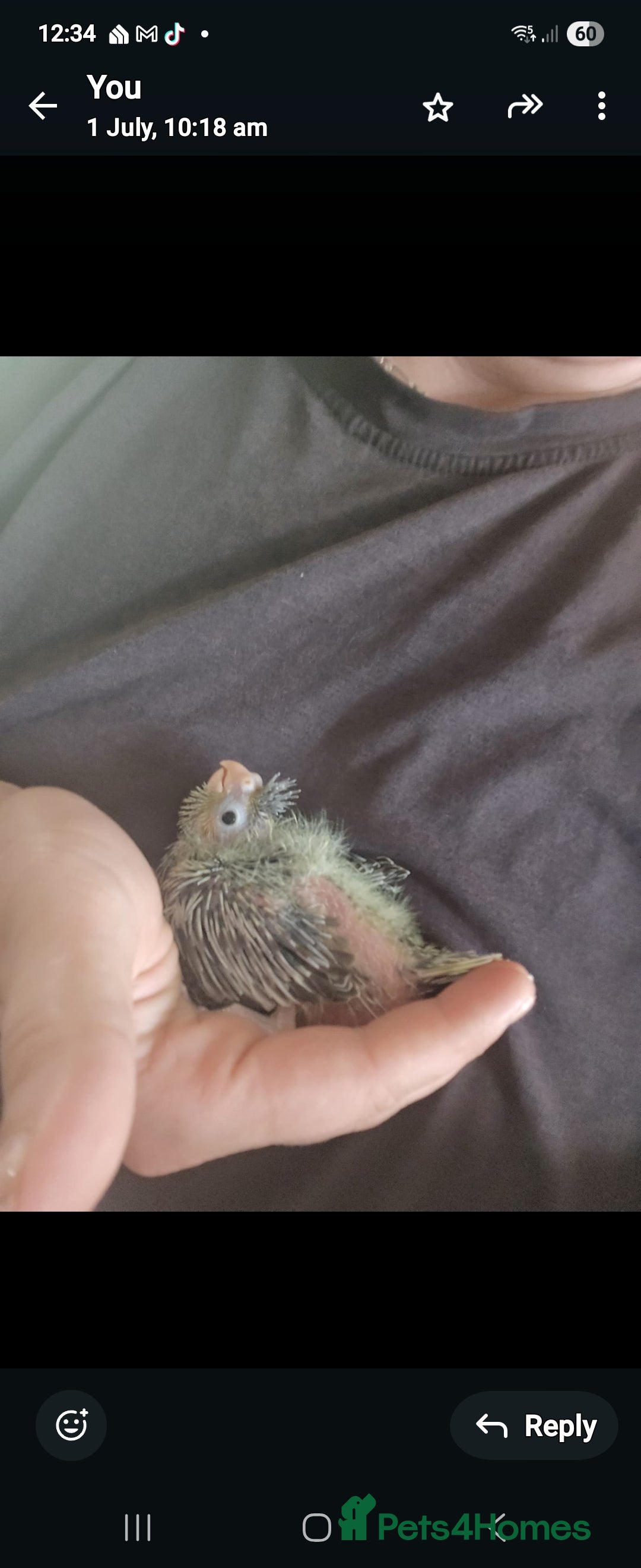 Cockatiels birds for sale: Baby cockertiel  - Image 4