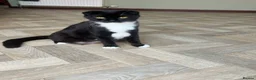 Mixed Breed cats for sale: Half Scottish Fold Ready to go now  - Advert 2