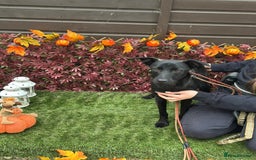 Mixed Breed dogs for adoption: Loki  - Image 7