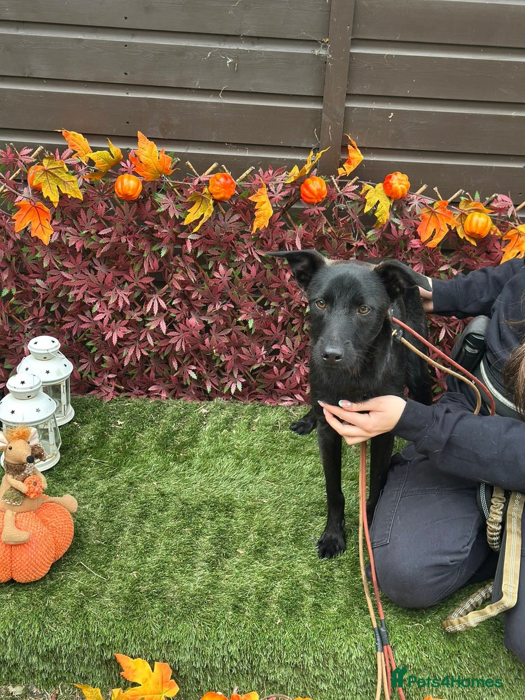 Mixed Breed dogs for adoption: Loki  - Image 7