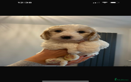 Cockapoo dogs for sale: Beautiful Cockapoos  - Image 5