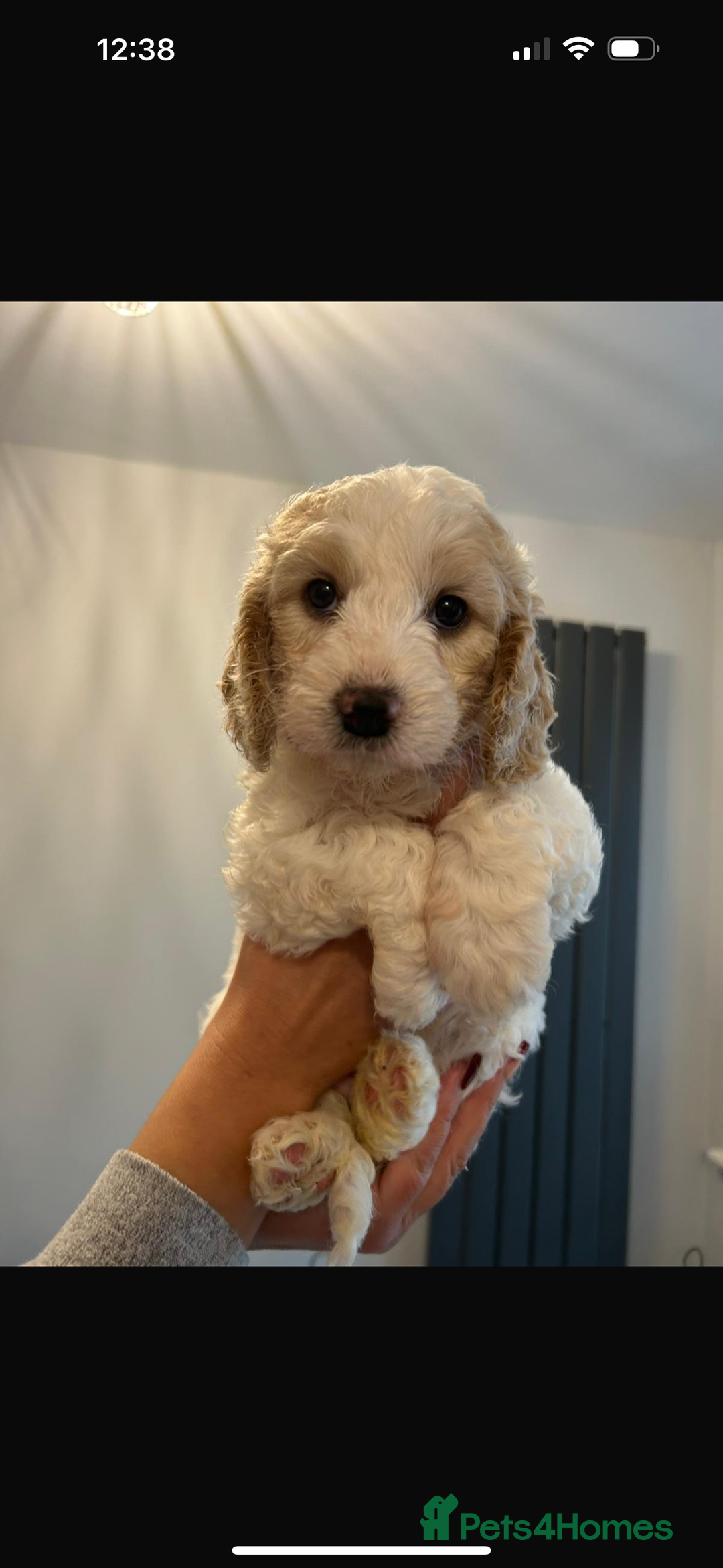 Cockapoo dogs for sale: Beautiful Cockapoos  - Image 5