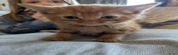 Mixed Breed cats for sale: Beautiful Kittens in Brierley Hill - Advert 8