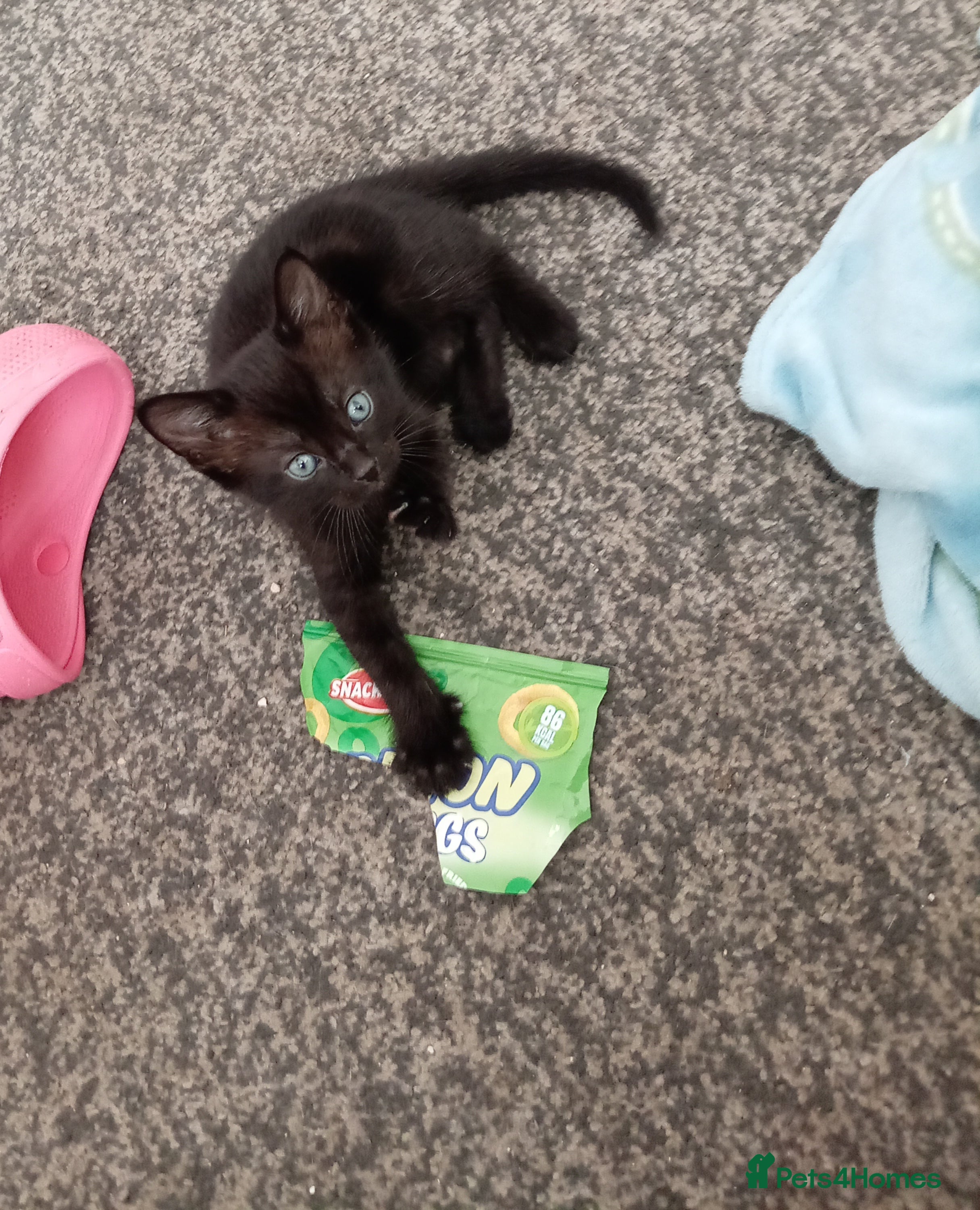 Black bengal