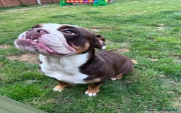 English Bulldog dogs for sale: Old tyme bulldog  - Image 2