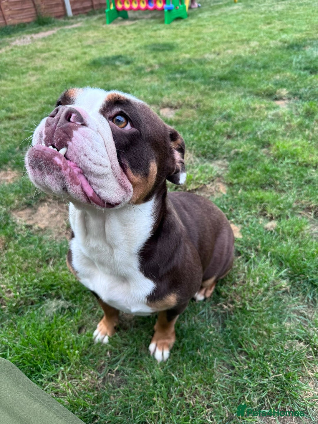 English Bulldog dogs for sale: Old tyme bulldog  - Image 2