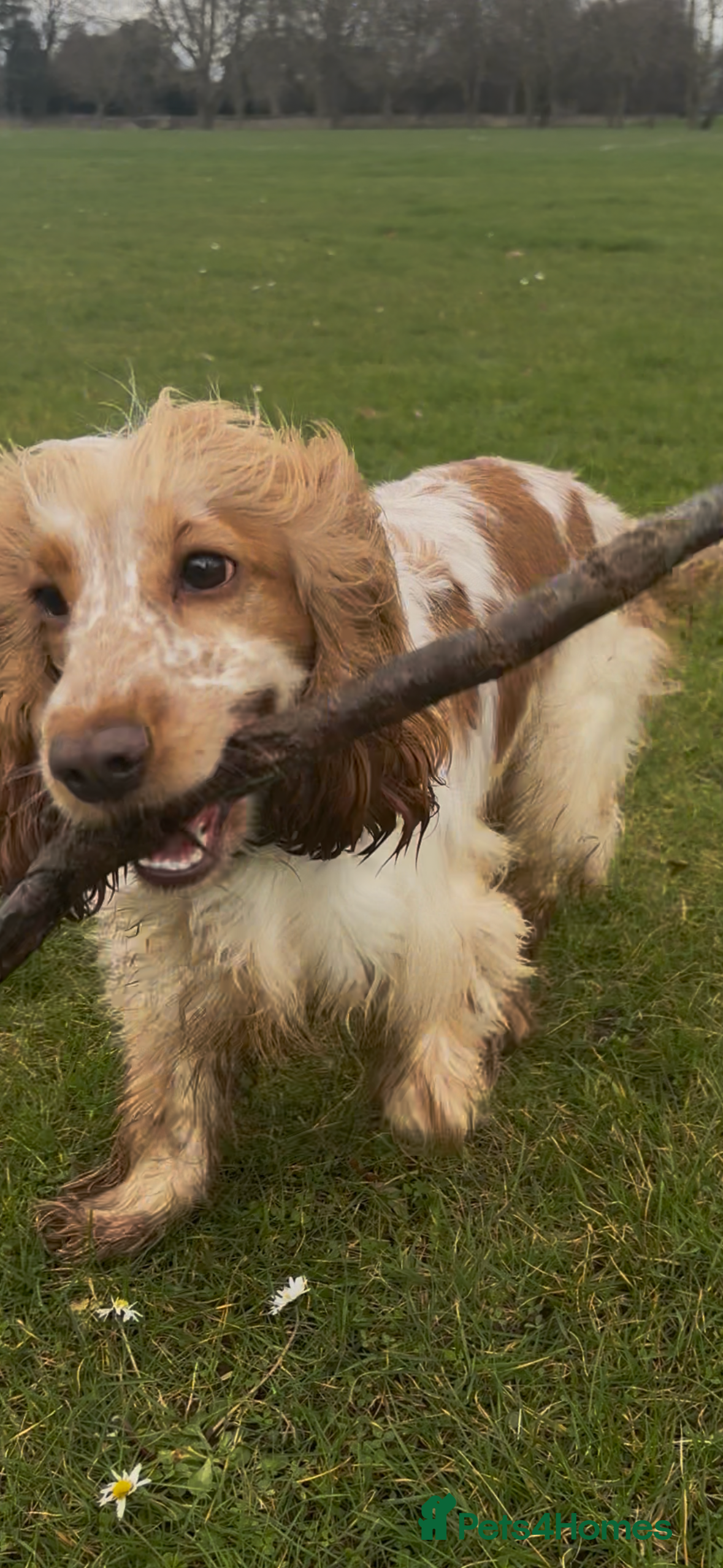 Cocker Spaniel dogs Female cocker spaniel  in Wirral - Advert 2