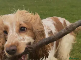 Cocker Spaniel dogs Female cocker spaniel in Wirral - Advert 2
