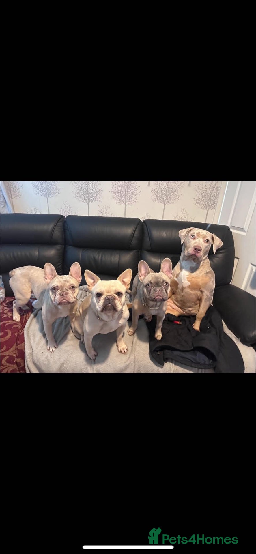 French Bulldog dogs for sale: French bulldog  - Advert 19