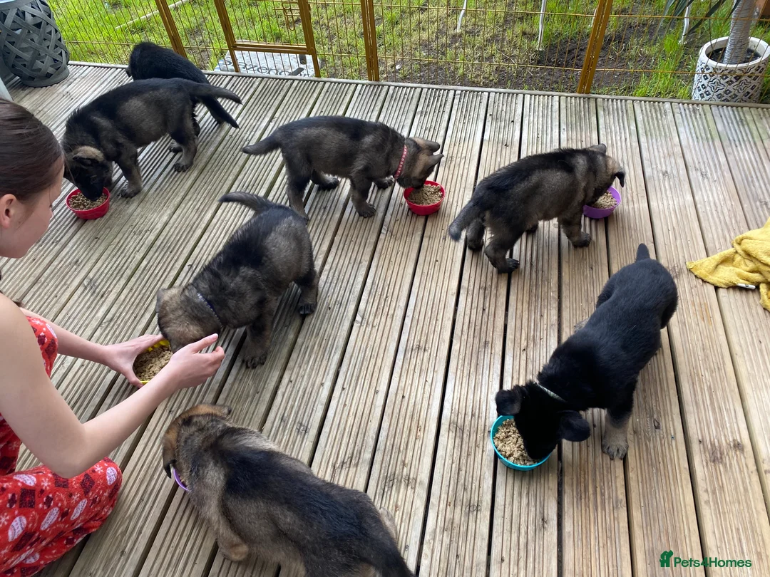 German Shepherd dogs for sale: Beautiful German shepherd pups **DM Clear!** - Advert 14