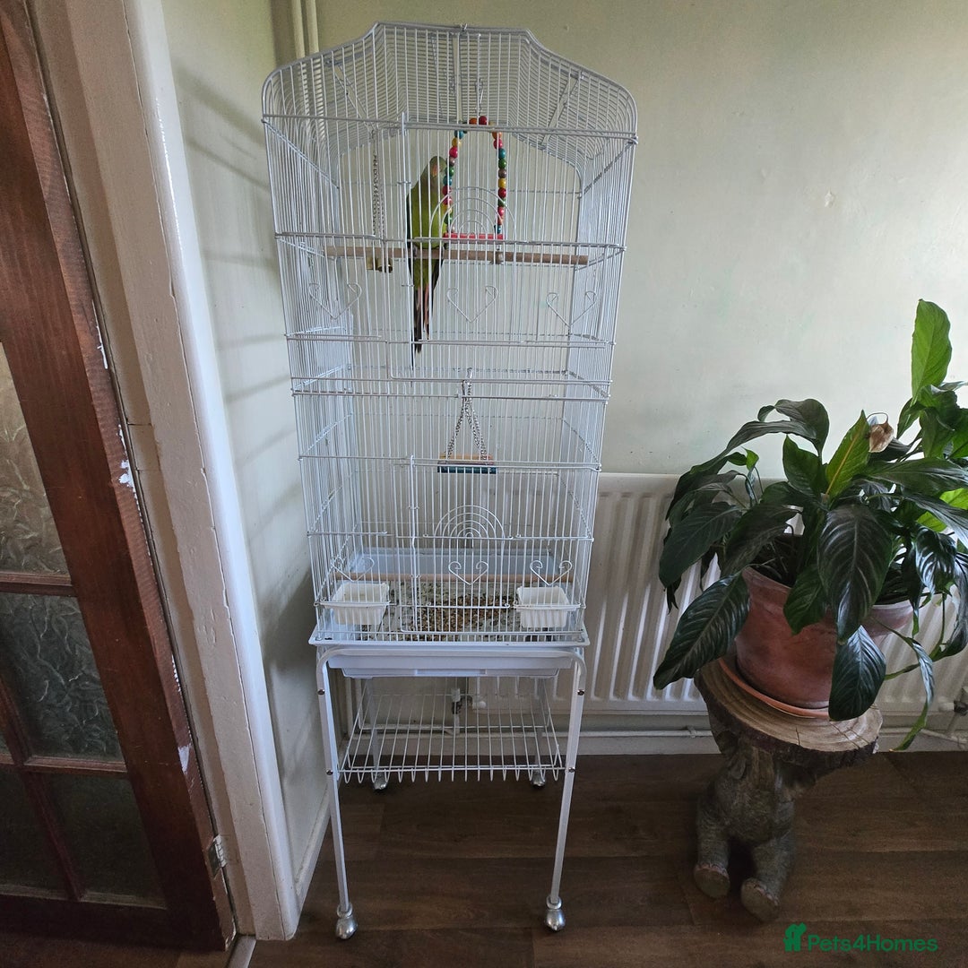 Parakeets birds for sale: Female barraband - Image 2