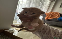 Domestic Shorthair cats for sale: 6 ginger kittens for sale - Image 6