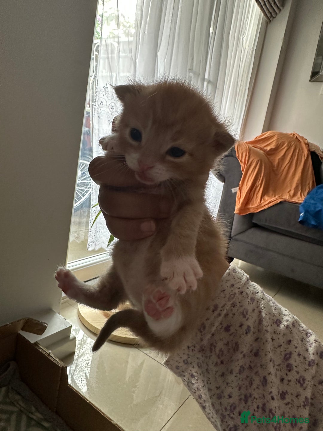 Domestic Shorthair cats for sale: 6 ginger kittens for sale - Image 6