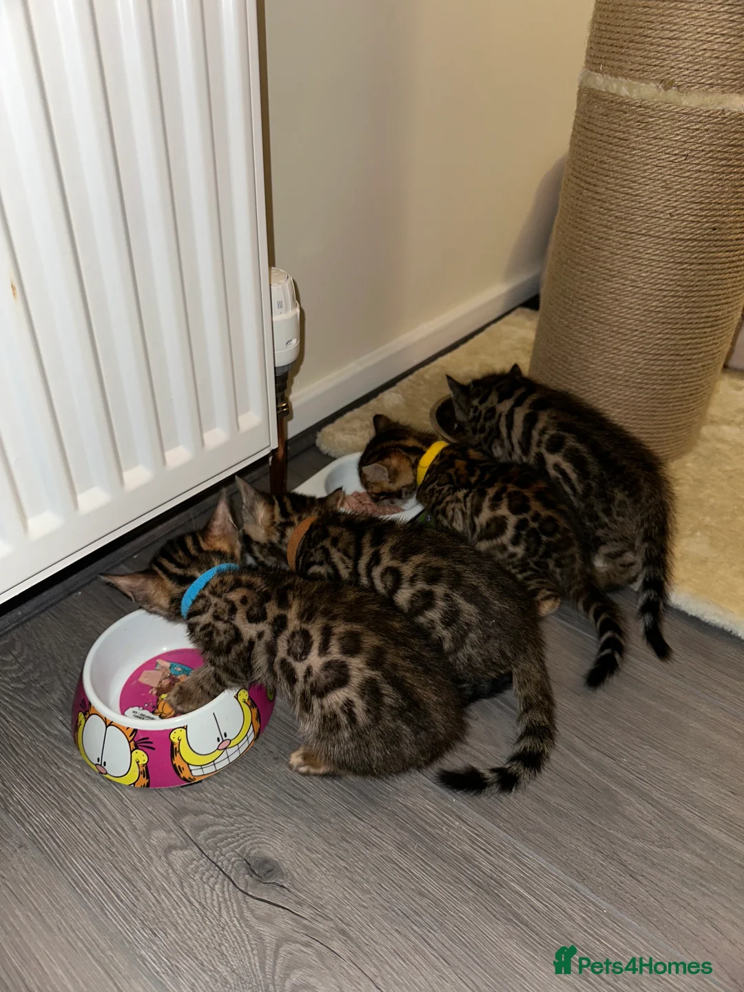 Bengal cats for sale: Bengal kittens for sale - Advert 2