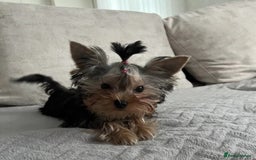 Yorkshire Terrier dogs for sale: Adorable Miniature Yorkshire terrier Boy  - Image 1