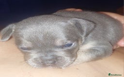 Mixed Breed dogs for sale: FRENCH BULLDOG X STAFFY  - Image 20