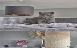 British Shorthair cats for sale: Pedigree British shorthair, longhair, blue, lilac - Image 13