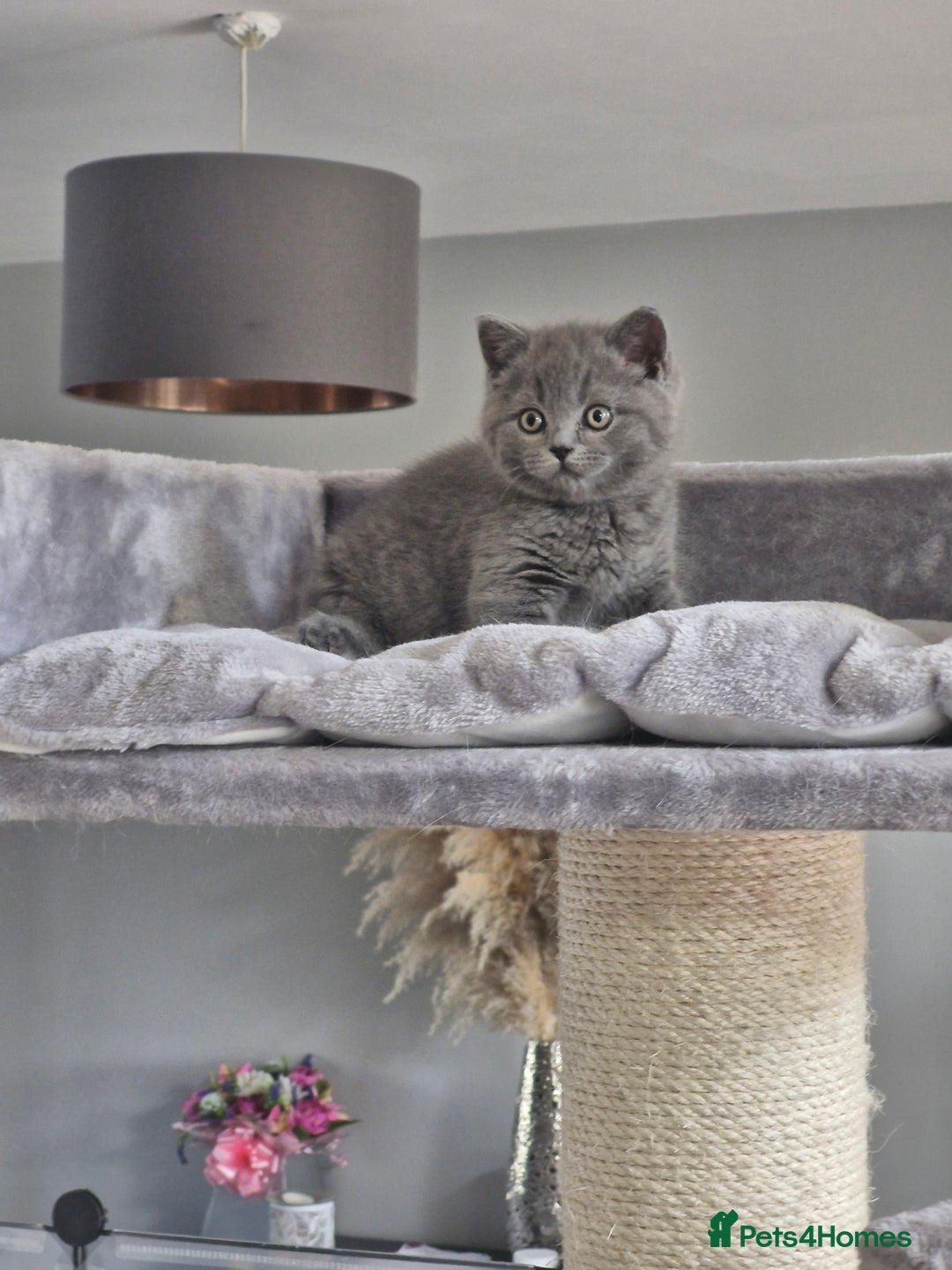 British Shorthair cats for sale: Pedigree British shorthair, longhair, blue, lilac - Image 13
