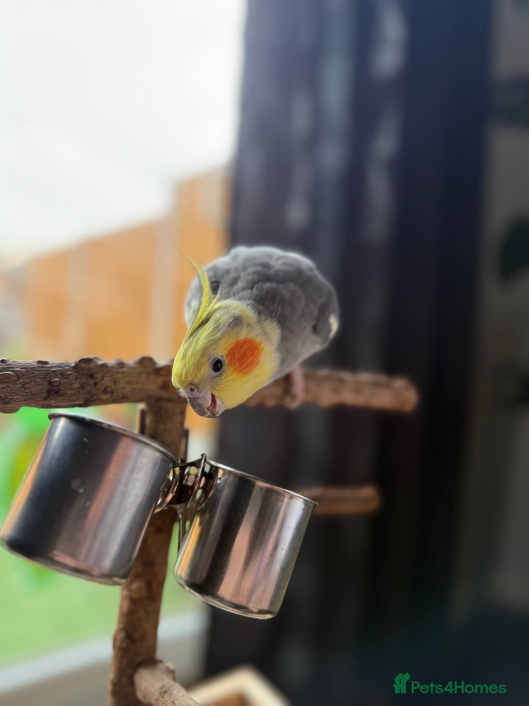 Cockatiels birds for sale: Lovely Tame Male Cockatiel - Advert 1