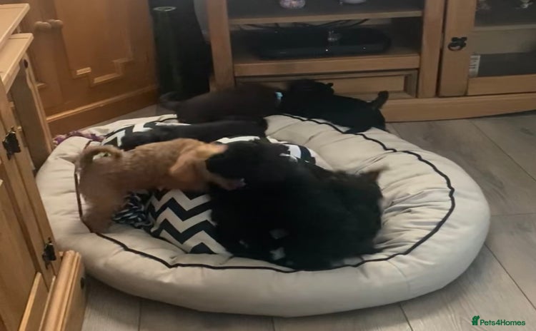 Mixed Breed dogs - Advert 5