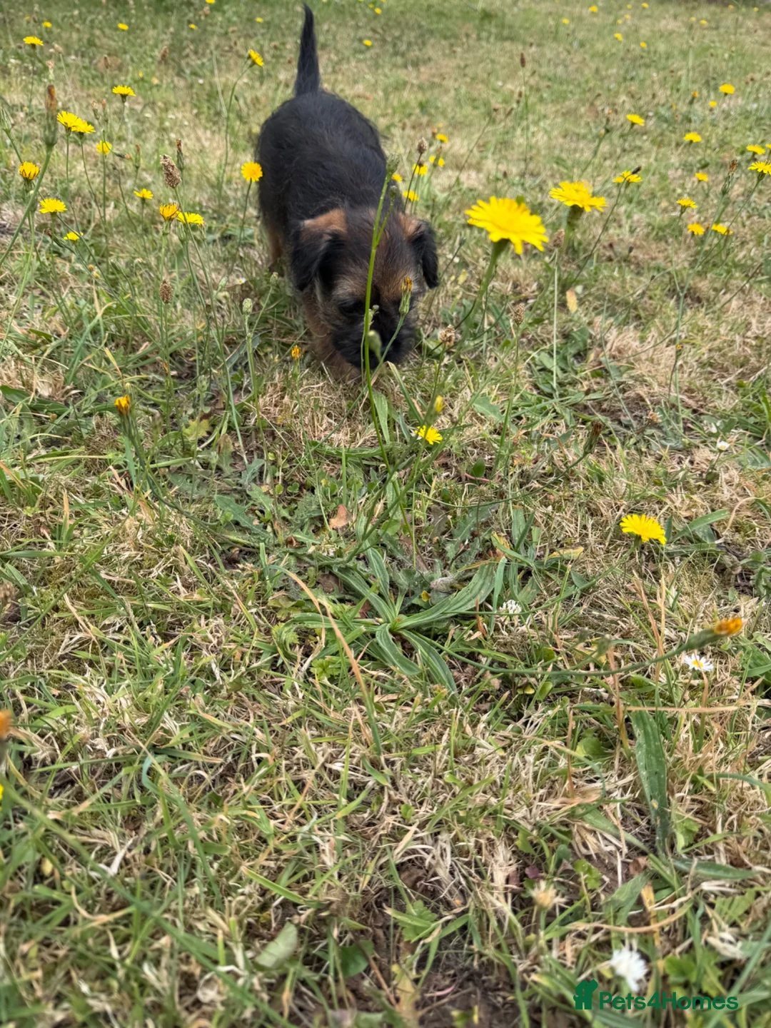 Border Terrier dogs for sale: Stunning slem free KC reg border terrier girls  - Advert 2