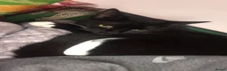 Mixed Breed cats for sale: Two stunning girls for free! in Hertford - Advert 4