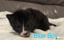 Mixed Breed cats for sale: Only Two Adorable Kittens Left! - Image 9