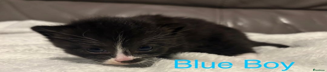 Mixed Breed Kitten 2