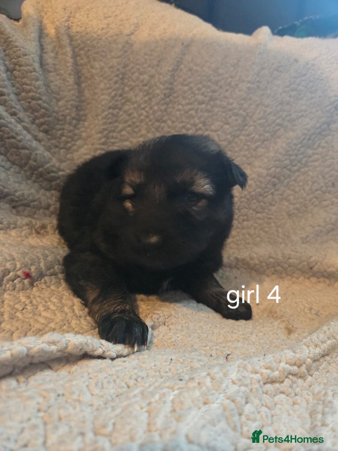 German Shepherd dogs for sale: Beautiful German shepherd puppy’s💕💙 - Advert 7