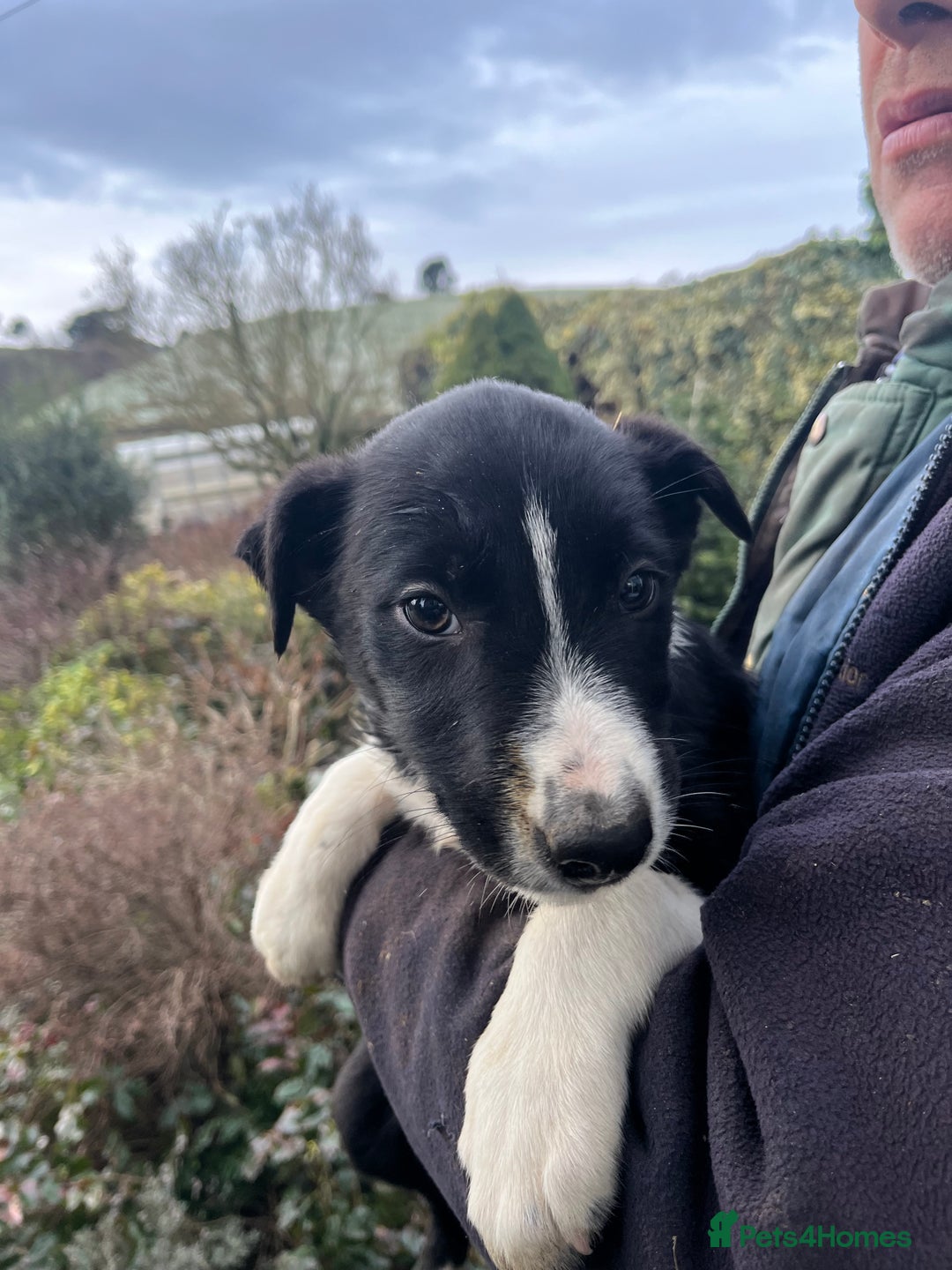 Border Collie dogs for sale: Working Border Collie Pups - Advert 3