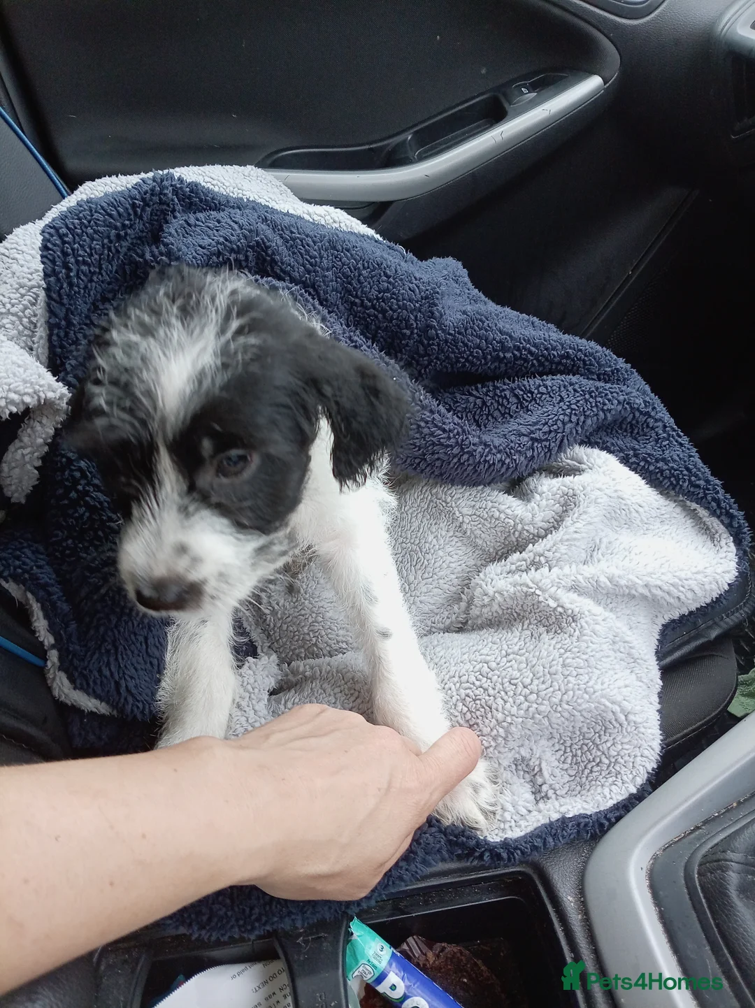 Mixed Breed dogs for sale: Jack Russell mixed puppies for sale in Bristol - Advert 2