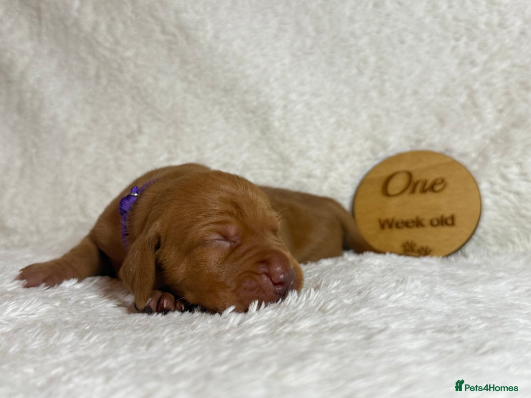 Hungarian Vizsla dogs for sale: KC registered Hungarian Viszla puppies - Advert 24