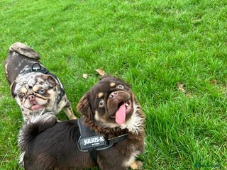 Pug dogs Chocolate & Tan Fluffy Carrying Blue in Newport - Advert 5