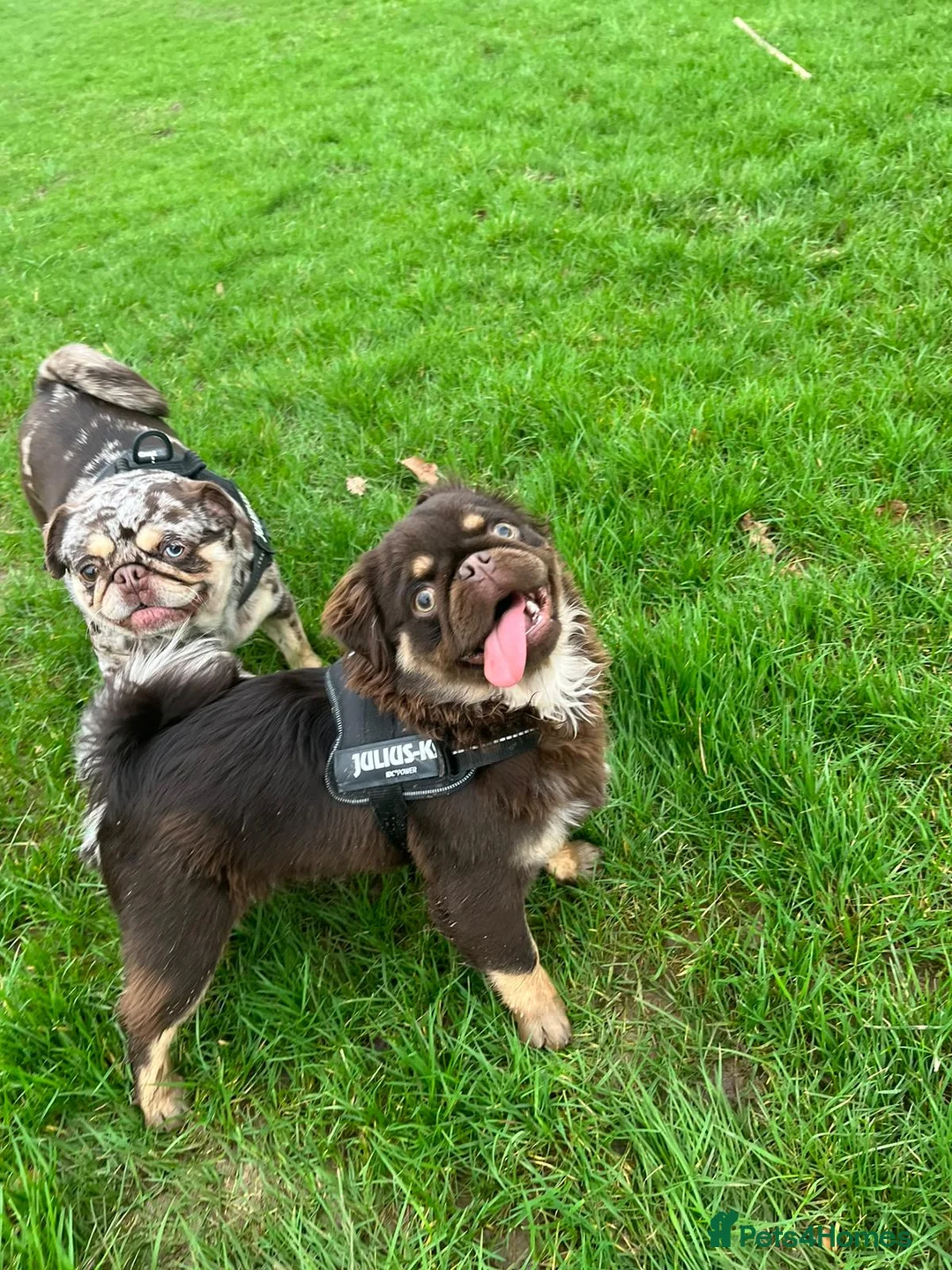Pug dogs for stud: Chocolate & Tan Fluffy Carrying Blue in Newport - Advert 1