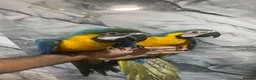Macaws birds for sale: Baby HandReared Friendly Super Tame Cuddly Macaw in Nottingham - Advert 4