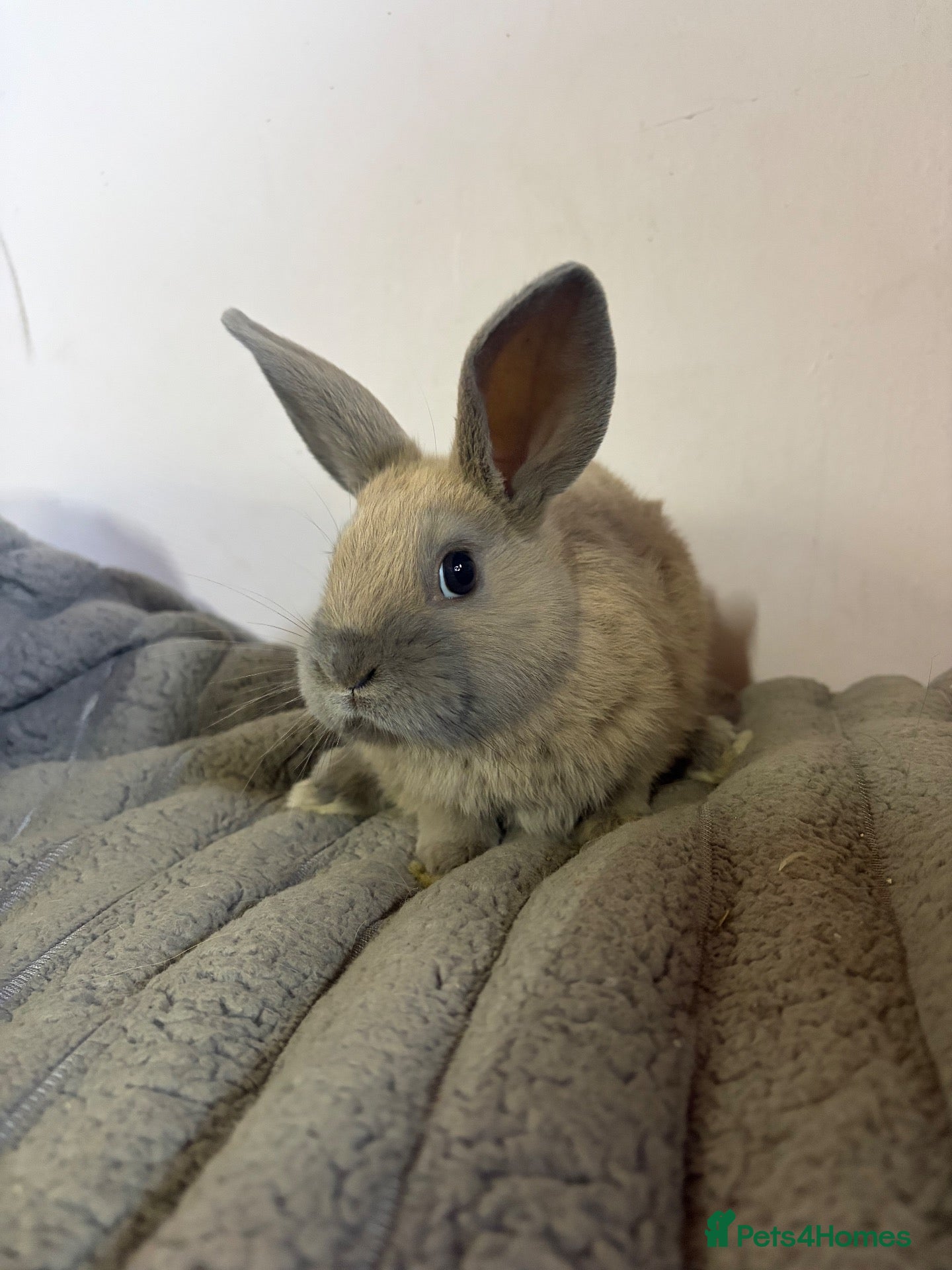 Mixed Breed rabbits Lionhead cross bunnies ready to go  - Advert 2